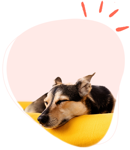 a sleeping dog