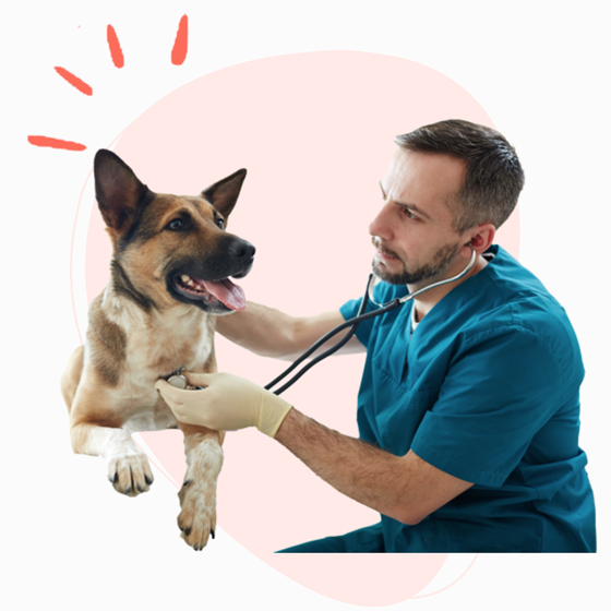  a health dog seeing a vet