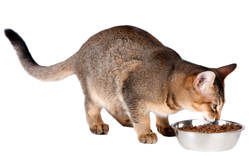 a cat eating food