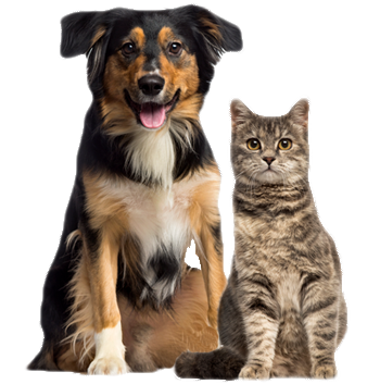 a happy dog and cat